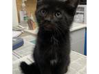 Adopt Soy a All Black Domestic Shorthair (short coat) cat in Wahiawa