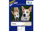 Adopt Evan a Tan/Yellow/Fawn Husky / Mixed Breed (Medium) / Mixed (short coat)