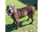 Adopt (Jobari) Wild Bill Hickok a Brown/Chocolate Terrier (Unknown Type