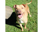 Adopt Nugget a Red/Golden/Orange/Chestnut American Pit Bull Terrier / Mixed dog