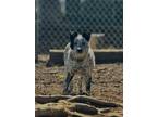 Adopt Callie a White Australian Cattle Dog / Mixed Breed (Medium) / Mixed (short