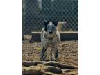 Adopt Callie a White Australian Cattle Dog / Mixed dog in Moses Lake
