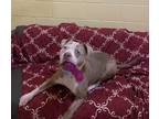 Adopt Lucy a Merle Staffordshire Bull Terrier / Mixed Breed (Medium) / Mixed