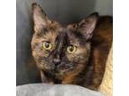 Adopt Thunder a Orange or Red Domestic Shorthair / Domestic Shorthair / Mixed