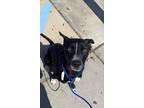 Adopt Tallulah* a Black Labrador Retriever / Mixed Breed (Medium) / Mixed (short