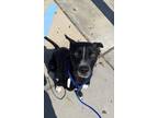 Adopt Tallulah* a Black Labrador Retriever / Mixed dog in Baton Rouge