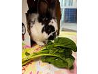 Adopt Tipsy a White American / Mixed (short coat) rabbit in Grapevine