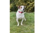 Adopt Bella a White Jack Russell Terrier / Mixed dog in Elkhorn, WI (41097763)