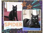 Adopt Spider a Black (Mostly) Domestic Shorthair / Mixed cat in Hamilton
