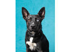 Adopt Peophin a Black Mixed Breed (Medium) / Mixed dog in Atlanta, GA (41002985)