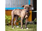 Adopt Felipe a Plott Hound / American Pit Bull Terrier / Mixed dog in Seattle