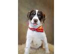 Adopt Cedar Adoption Pending a White - with Brown or Chocolate Pointer / Mixed