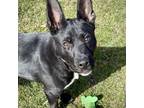 Adopt Spock a Black German Shepherd Dog / Terrier (Unknown Type
