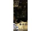 Adopt Diamond a All Black Domestic Shorthair (short coat) cat in Walterboro