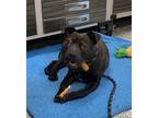 Adopt Urkel a Black American Staffordshire Terrier / Mixed dog in Watertown