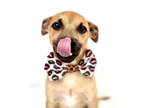 Adopt Allister a Tan/Yellow/Fawn Labrador Retriever / Mixed dog in Picayune