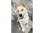 Adopt Anastasia a Shepherd (Unknown Type) / Mixed dog in Tulare, CA (41142666)