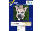 Adopt Cupcake a Tan/Yellow/Fawn American Pit Bull Terrier / Mixed Breed (Medium)