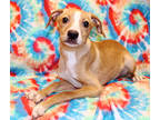 Adopt Gannon K71 1-25-24 a Tan/Yellow/Fawn American Pit Bull Terrier / Mixed