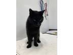 Adopt Prowler a All Black Domestic Shorthair / Domestic Shorthair / Mixed (short