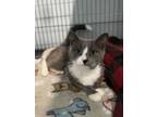 Adopt Kara a Gray or Blue Domestic Shorthair / Domestic Shorthair / Mixed cat in