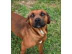 Adopt Josie a Red/Golden/Orange/Chestnut Hound (Unknown Type) / Mixed dog in