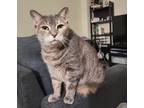 Adopt Mila a Gray, Blue or Silver Tabby Domestic Shorthair (short coat) cat in