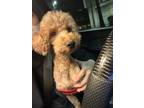 Adopt Molly a Red/Golden/Orange/Chestnut Poodle (Miniature) / Mixed dog in