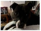 Adopt Marleigh a Black - with White Patterdale Terrier (Fell Terrier) / American