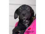 Adopt Oz a Black Retriever (Unknown Type) / Mixed dog in Toccoa, GA (41164653)