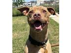 Adopt Little Fella a Red/Golden/Orange/Chestnut American Pit Bull Terrier /