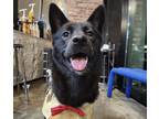 Adopt LALALALA a Black Jindo dog in New York, NY (41136112)