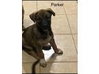 Adopt Parker a Tricolor (Tan/Brown & Black & White) Belgian Malinois / Mixed dog