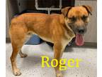 Adopt Roger a Brown/Chocolate - with White Australian Cattle Dog / German