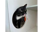 Adopt Vireo a Black & White or Tuxedo Domestic Shorthair / Mixed cat in New