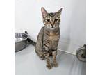 Adopt Jack a Brown Tabby American Shorthair (short coat) cat in West Palm Beach