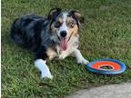 Adopt Atlas a Merle Australian Shepherd / Mixed dog in Grand Rapids