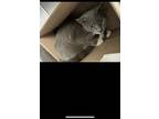 Adopt Kip a Gray or Blue Domestic Shorthair (short coat) cat in Walterboro