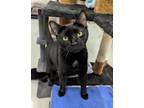 Adopt Bella a Black (Mostly) Domestic Shorthair (short coat) cat in West Palm