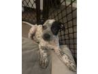 Adopt Buzz a White - with Black Blue Heeler dog in Lutz, FL (41112679)