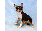 Adopt Delaney K25 1/8/24 a Black Australian Shepherd / Mixed dog in San Angelo