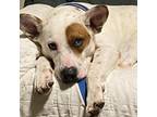 Adopt Pierce a White Mixed Breed (Medium) / Mixed dog in Menands, NY (41164246)