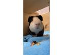 Adopt Oreo a Black Guinea Pig / Guinea Pig / Mixed (short coat) small animal in