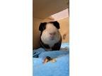 Adopt Oreo a Black Guinea Pig / Guinea Pig / Mixed small animal in Glenville