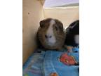 Adopt Brownie a Blonde Guinea Pig / Guinea Pig / Mixed (short coat) small animal