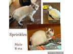 Adopt Sprinkles a Cream or Ivory Colorpoint Shorthair (short coat) cat in