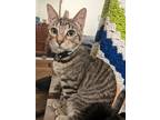Adopt Tito a Brown Tabby Domestic Shorthair (short coat) cat in Victoria
