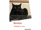 Adopt BeeGee a All Black Domestic Shorthair (short coat) cat in Victoria