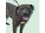 Adopt EZRA a Brindle Terrier (Unknown Type, Medium) / Mixed dog in Rockville
