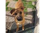 Adopt Zachary a Tan/Yellow/Fawn German Shepherd Dog / Mixed dog in Dallas
